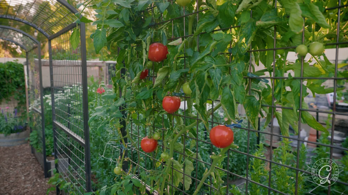 Ripe red tomatoes growing on a vine supported by a wire trellis in a lush garden.