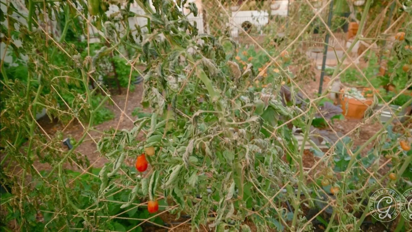 Wilted tomato plant with two red tomatoes, surrounded by garden beds and netting outdoors.