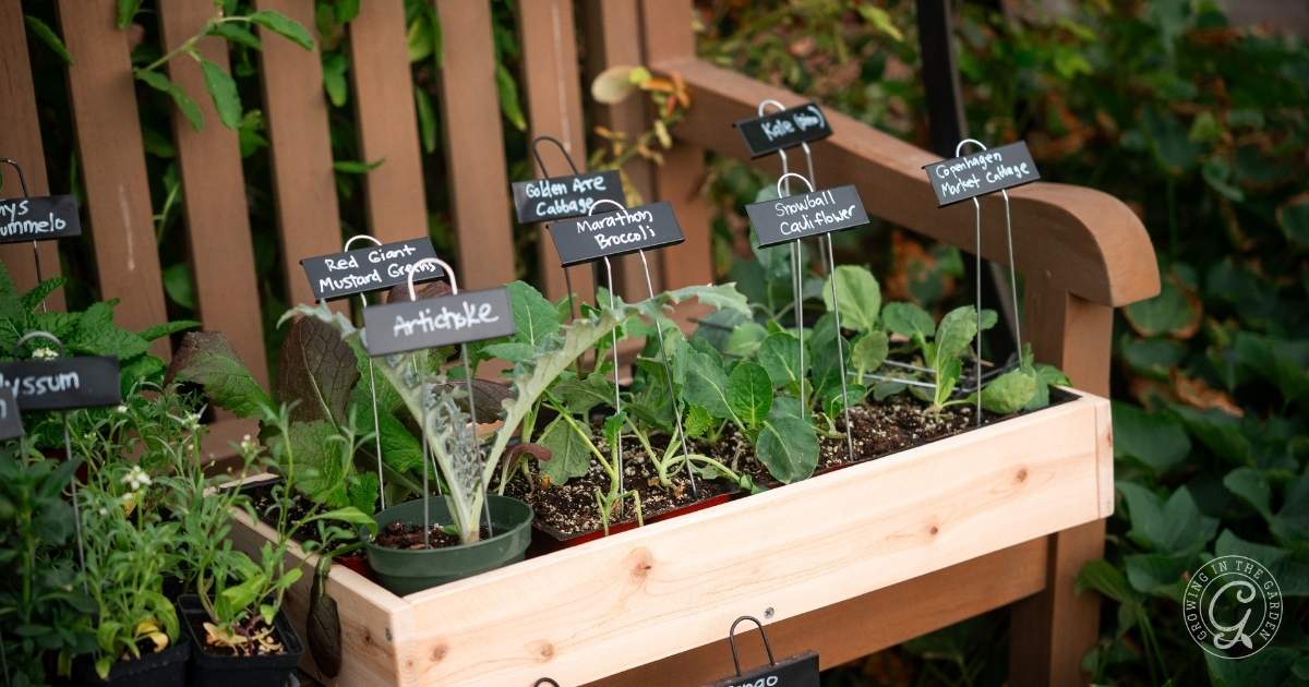 What to Plant and Harvest in October