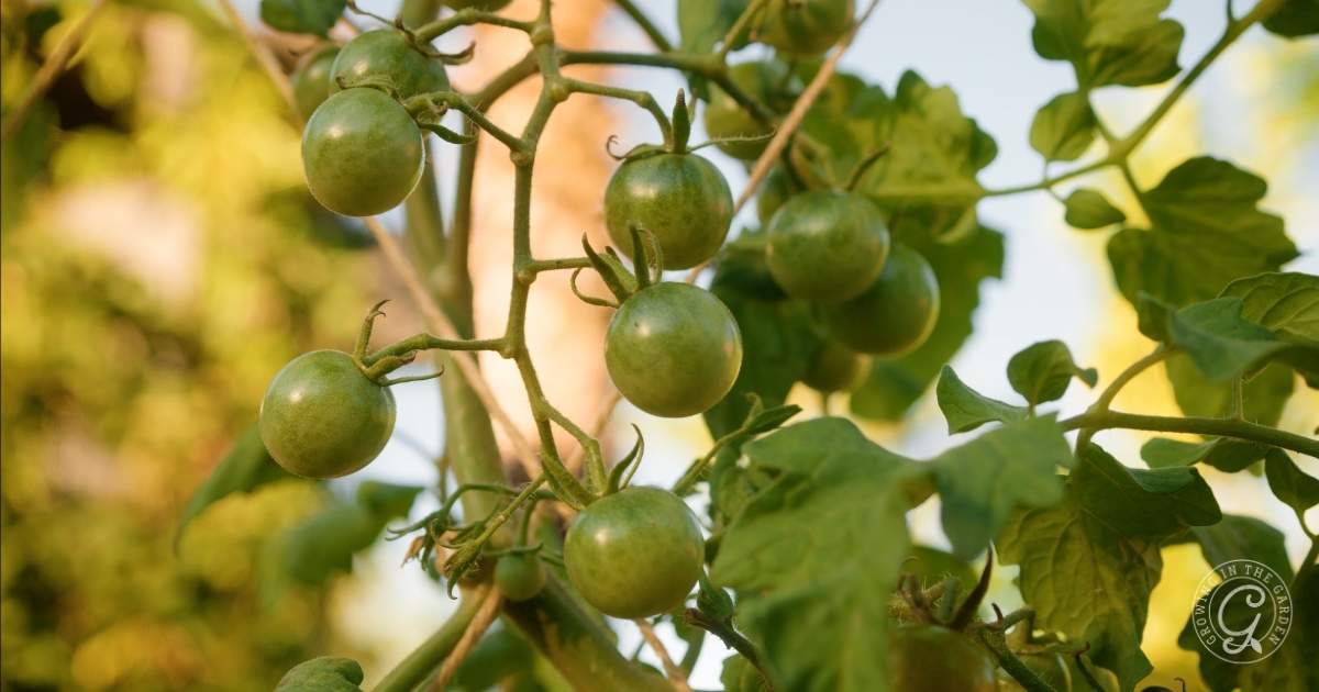 Small green indeterminate tomatoes growing on a vine.