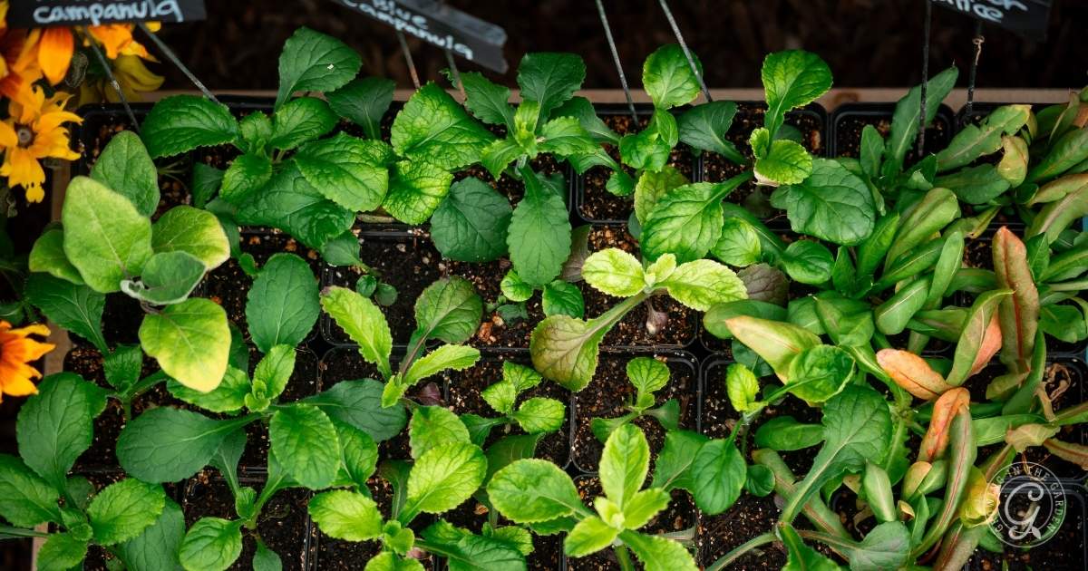 Campanula Seedlings