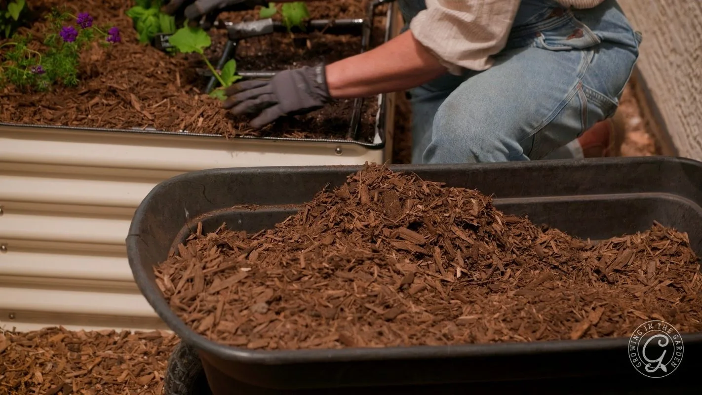 Person planting seedlings in a raised garden bed with a wheelbarrow full of mulch in the foreground.