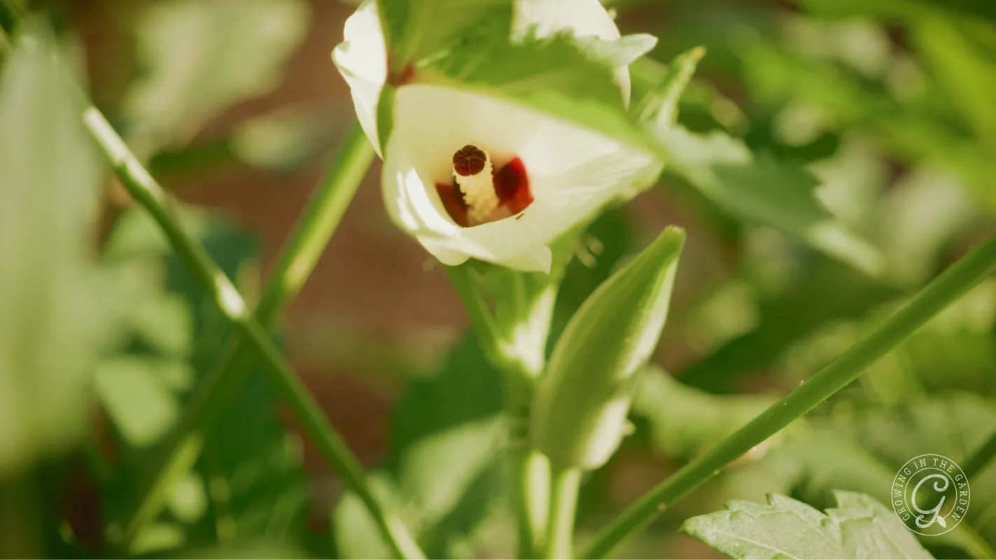 Close-up of an okra flower blooming on a plant, surrounded by green leaves in sunlight.