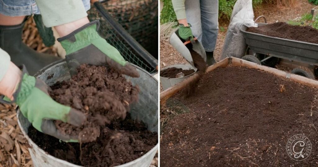 A person wearing green gloves adds compost to a garden bed from a bucket and a wheelbarrow, an essential step in learning how to plant tomatoes successfully.