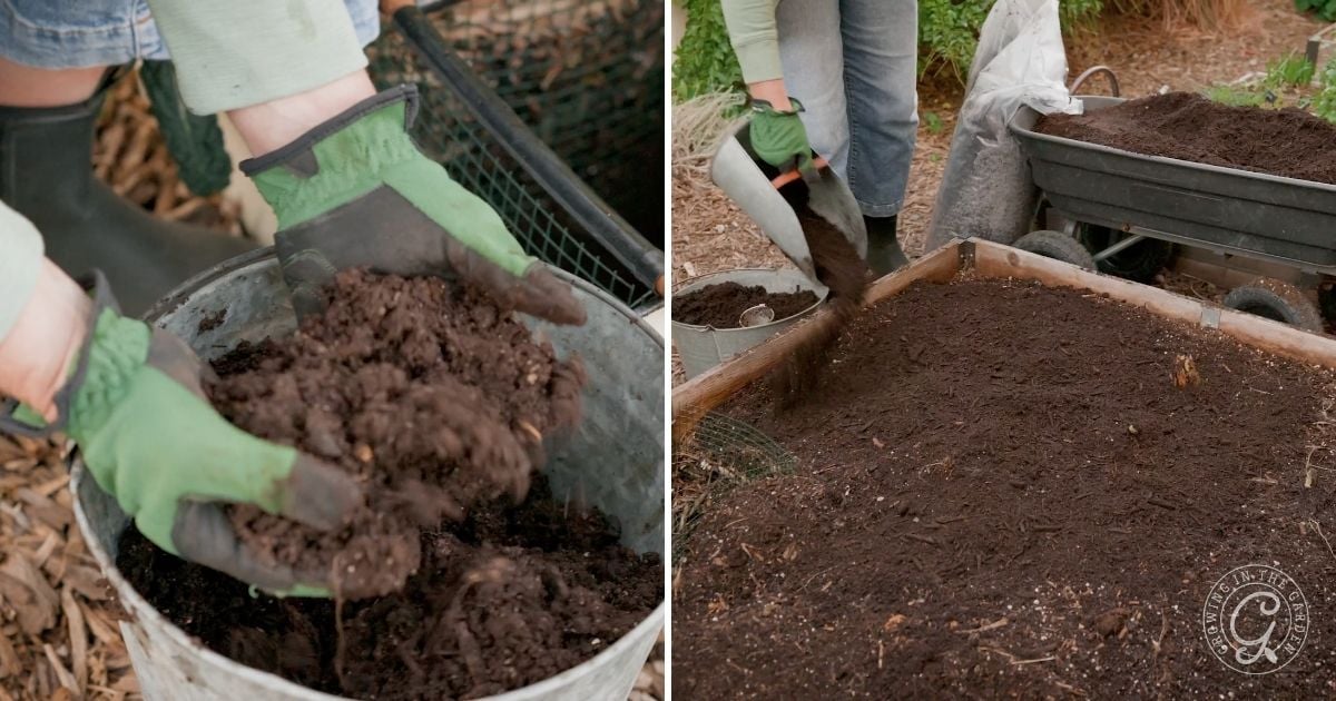 A person wearing green gloves adds compost to a garden bed from a bucket and a wheelbarrow, an essential step in learning how to plant tomatoes successfully.