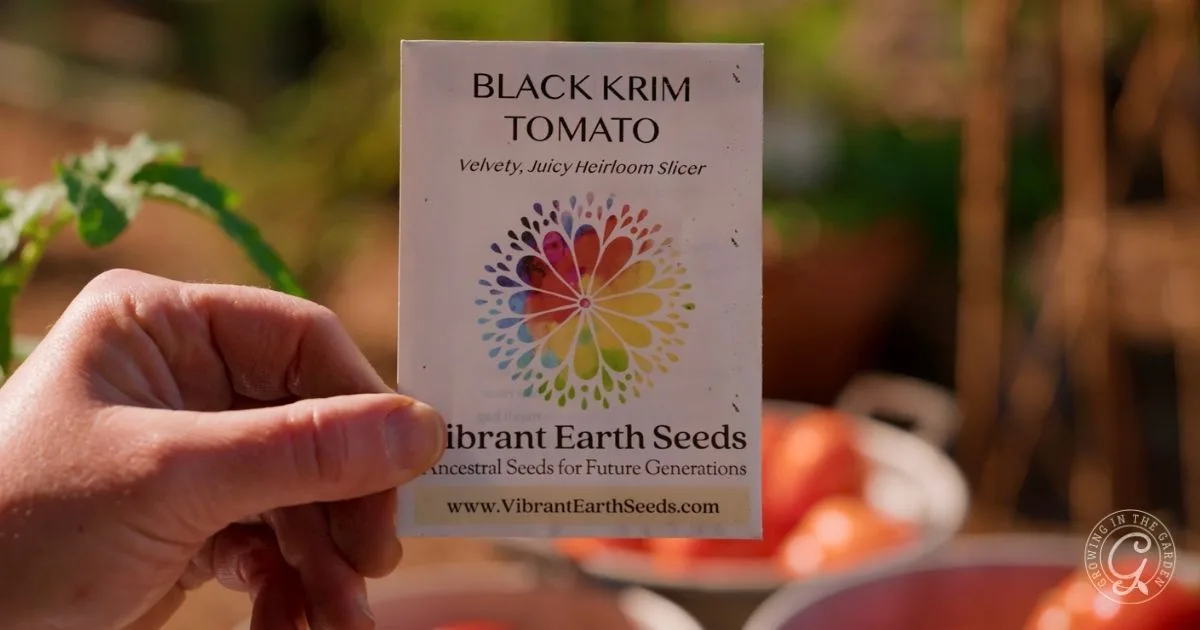Hand holding a Black Krim Tomato seed packet from Vibrant Earth Seeds, with tomatoes in the background&mdash;one of the best tomatoes for Arizona gardens.