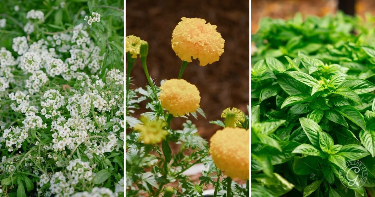 Three panels: white alyssum flowers, yellow marigolds, and green basil plants thrive outdoors&mdash;companion plants often featured in guides on how to plant tomatoes.