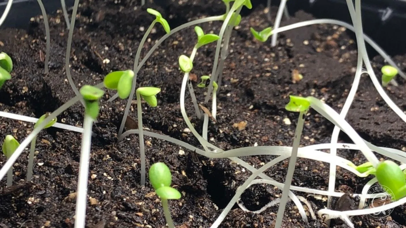 Young seedlings with thin stems and small green leaves growing in dark, moist soil.