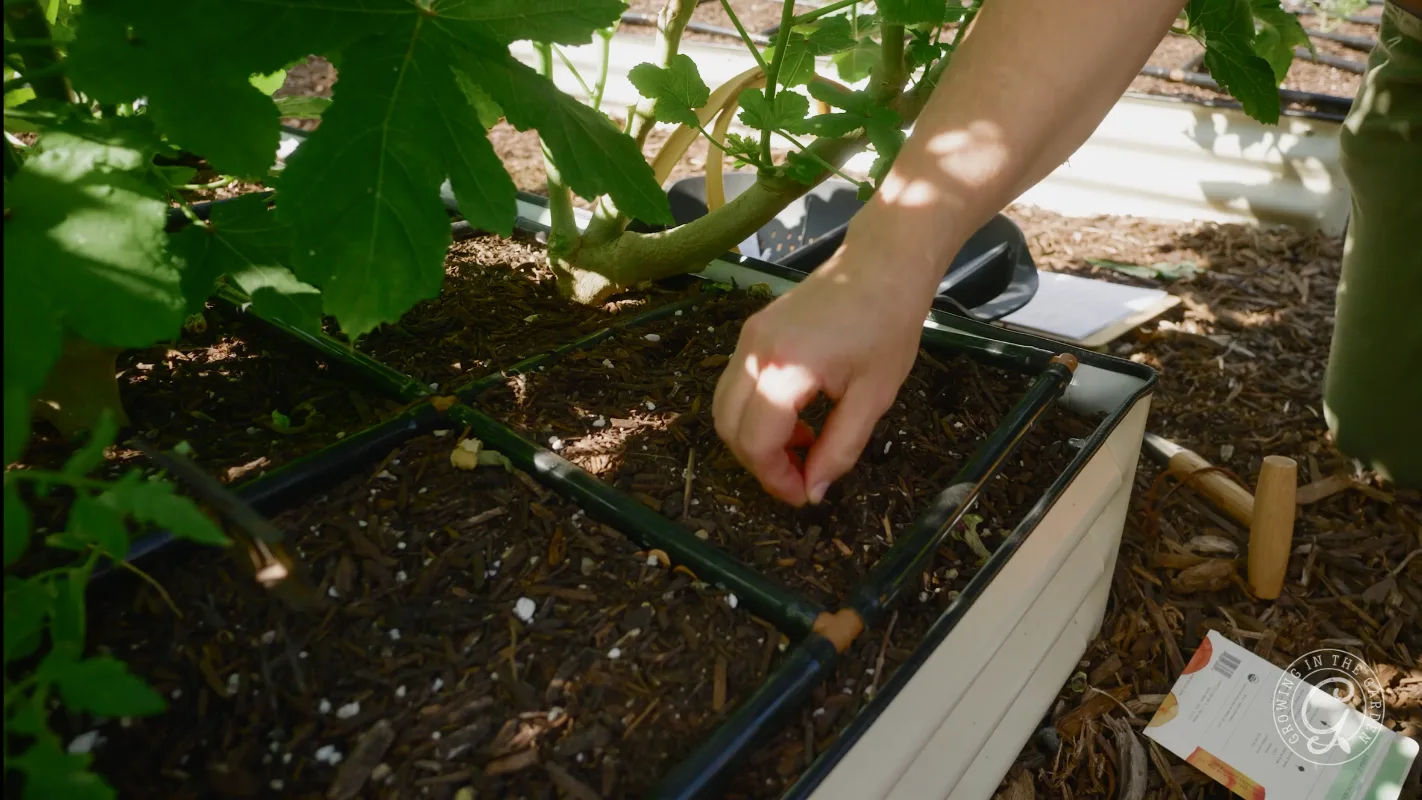 A hand plants seeds in soil next to green leaves in a raised garden bed outdoors.