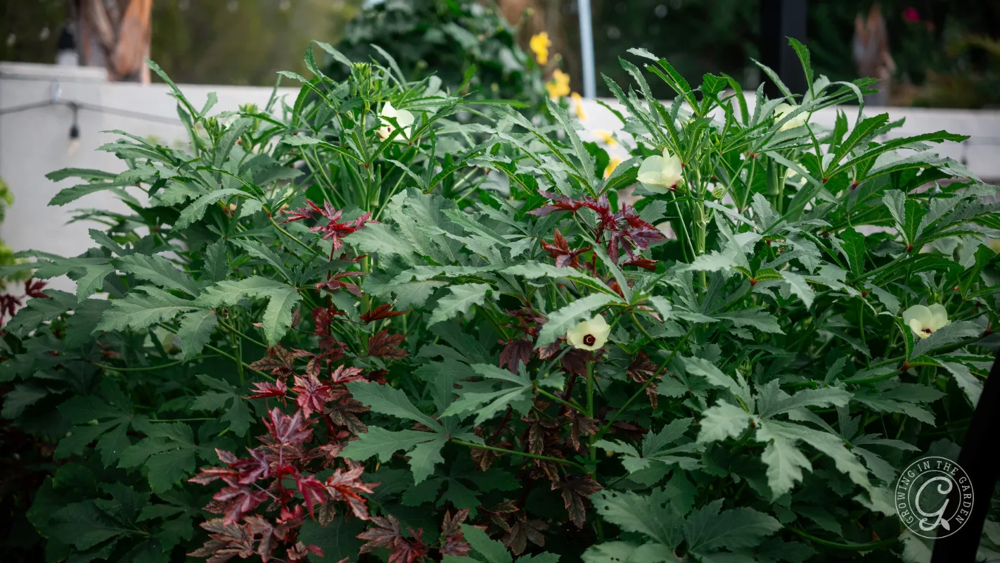 Dense green okra plants with yellow flowers and some red-tinted leaves in a garden setting.