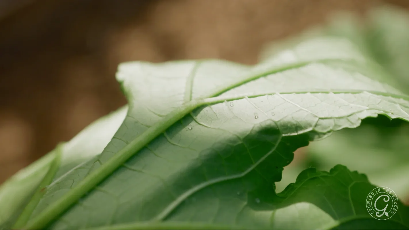 Close-up of a green leaf with visible veins, sunlight, and a few water droplets on its surface.