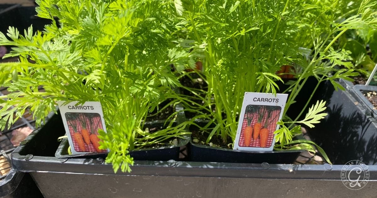 Close-up of potted carrot plants with green leafy tops, grown from seeds or transplants. Each black container has a label showing an image of carrots and the word CARROTS, all displayed in sunlight.