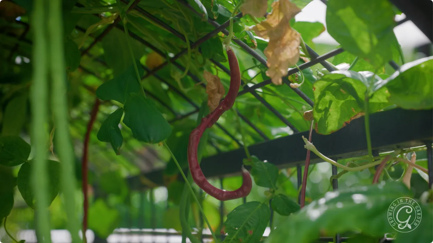 A long red bean hanging from a vine, surrounded by green leaves on a garden trellis.