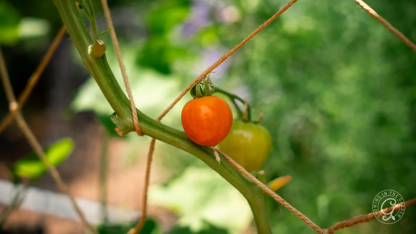 A ripening tomato on the vine, supported by twine, with green leaves and blurred background.