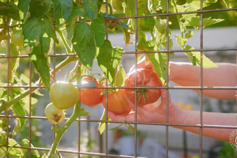 How to Grow Tomatoes in Arizona’s Low Desert featured image