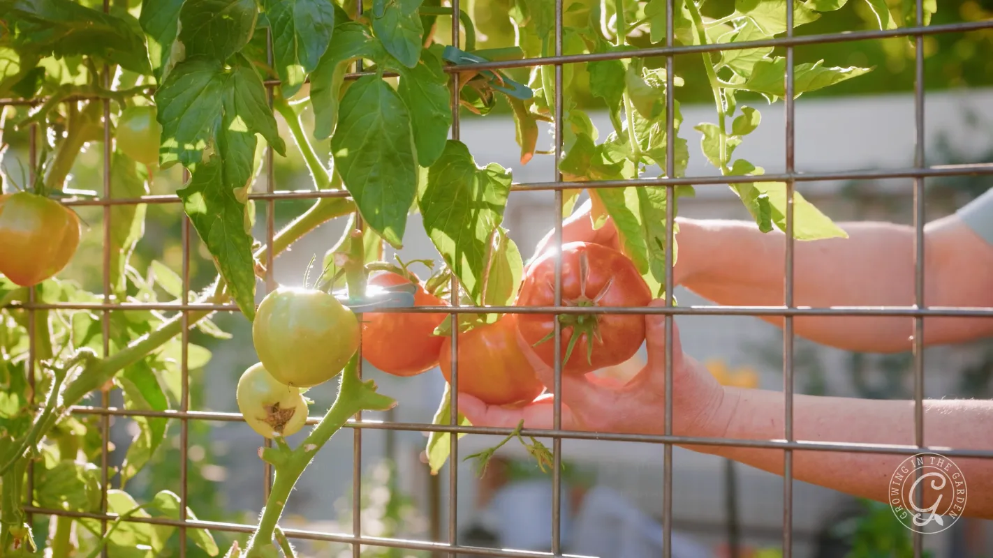 Hands picking ripe tomatoes from a vine growing on a metal garden trellis in bright sunlight.