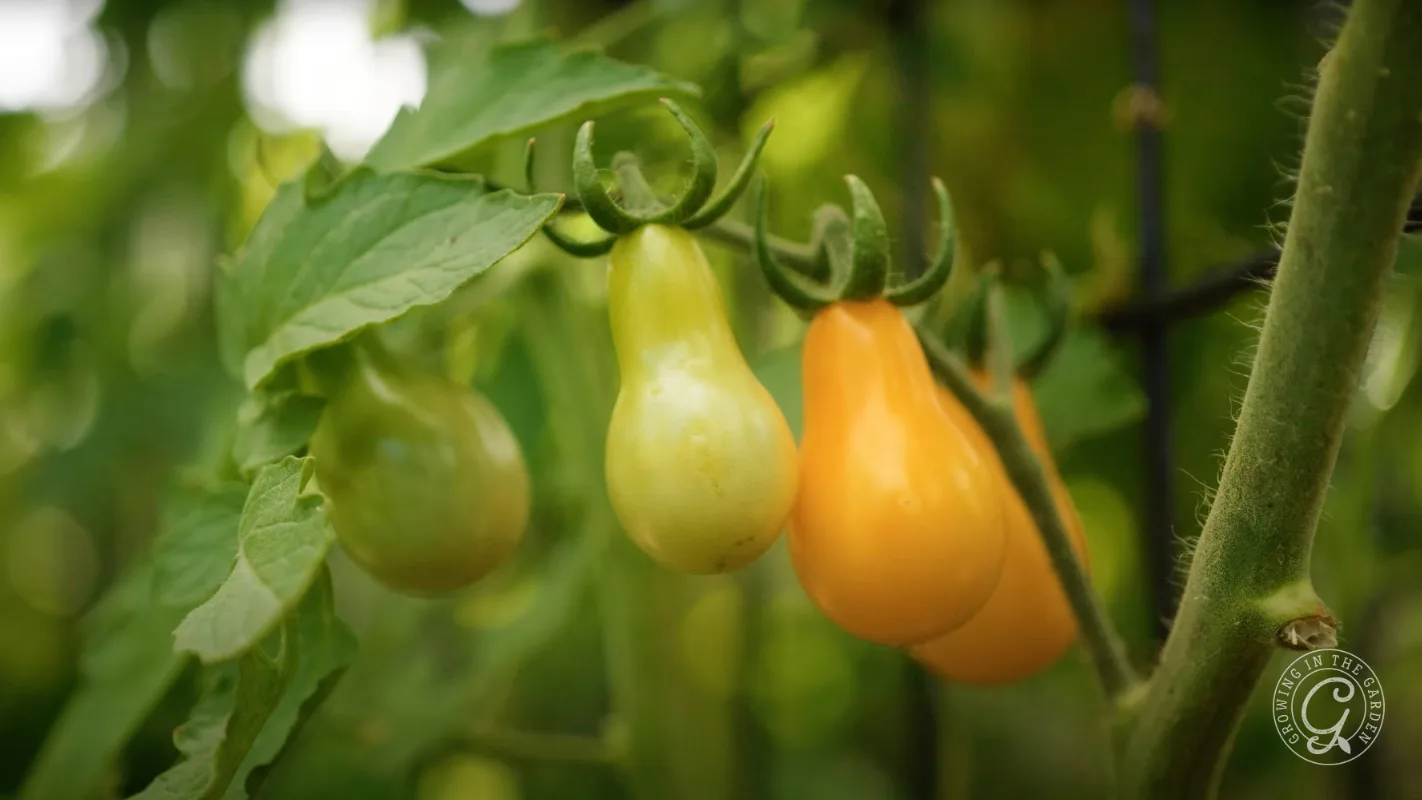 Yellow and green pear-shaped tomatoes growing on a vine with green leaves in a garden.