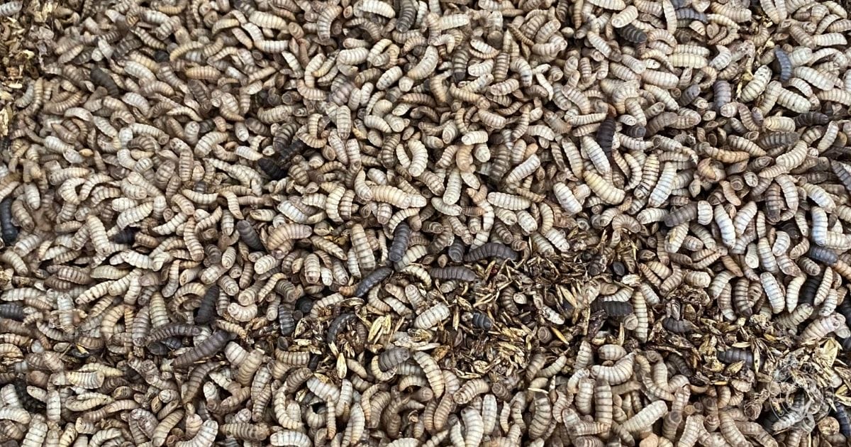 Frequently Asked Questions About In-Bed Vermicomposting