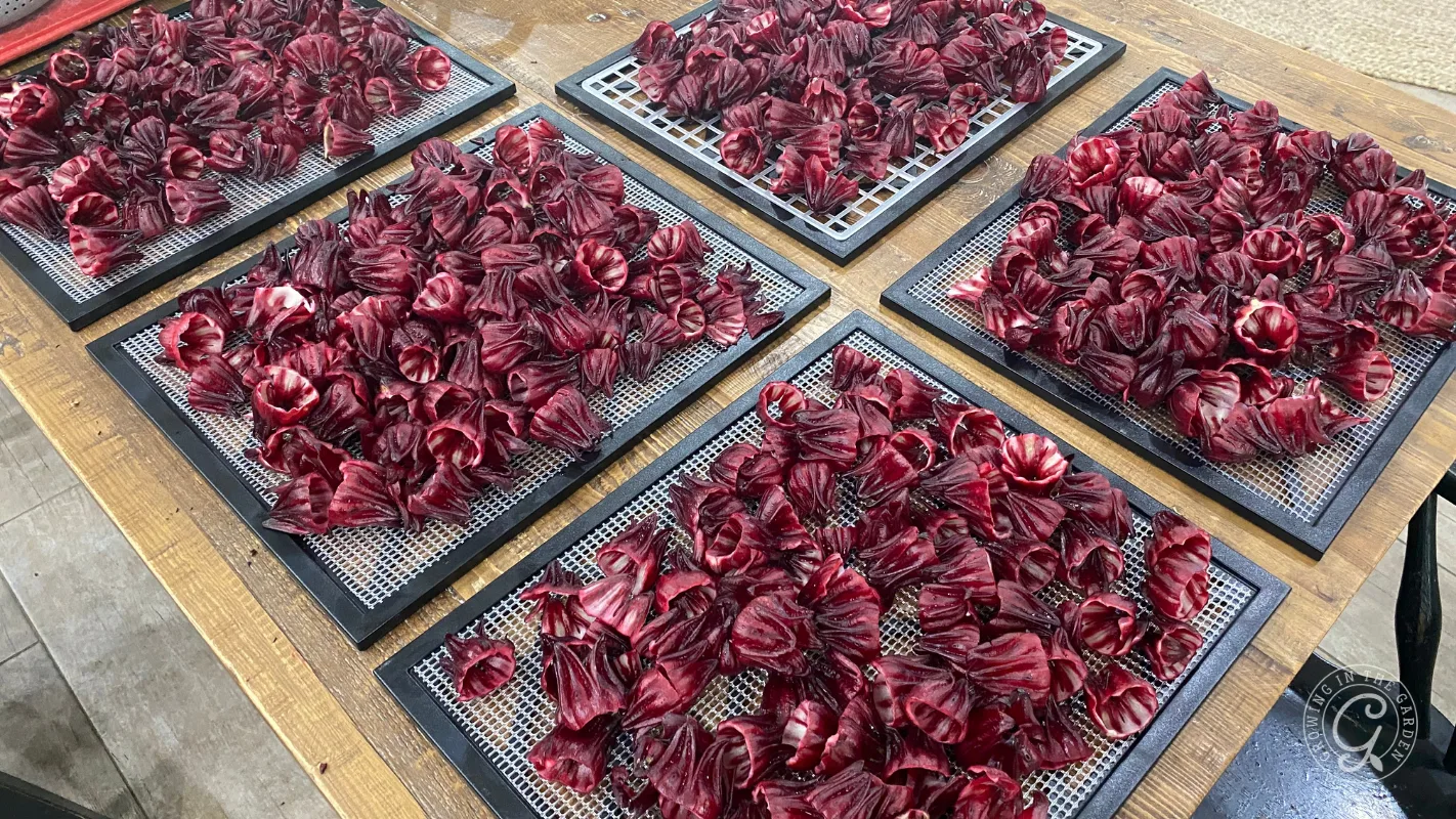 Six trays on a table hold dried, deep red hibiscus petals spread out evenly for drying.
