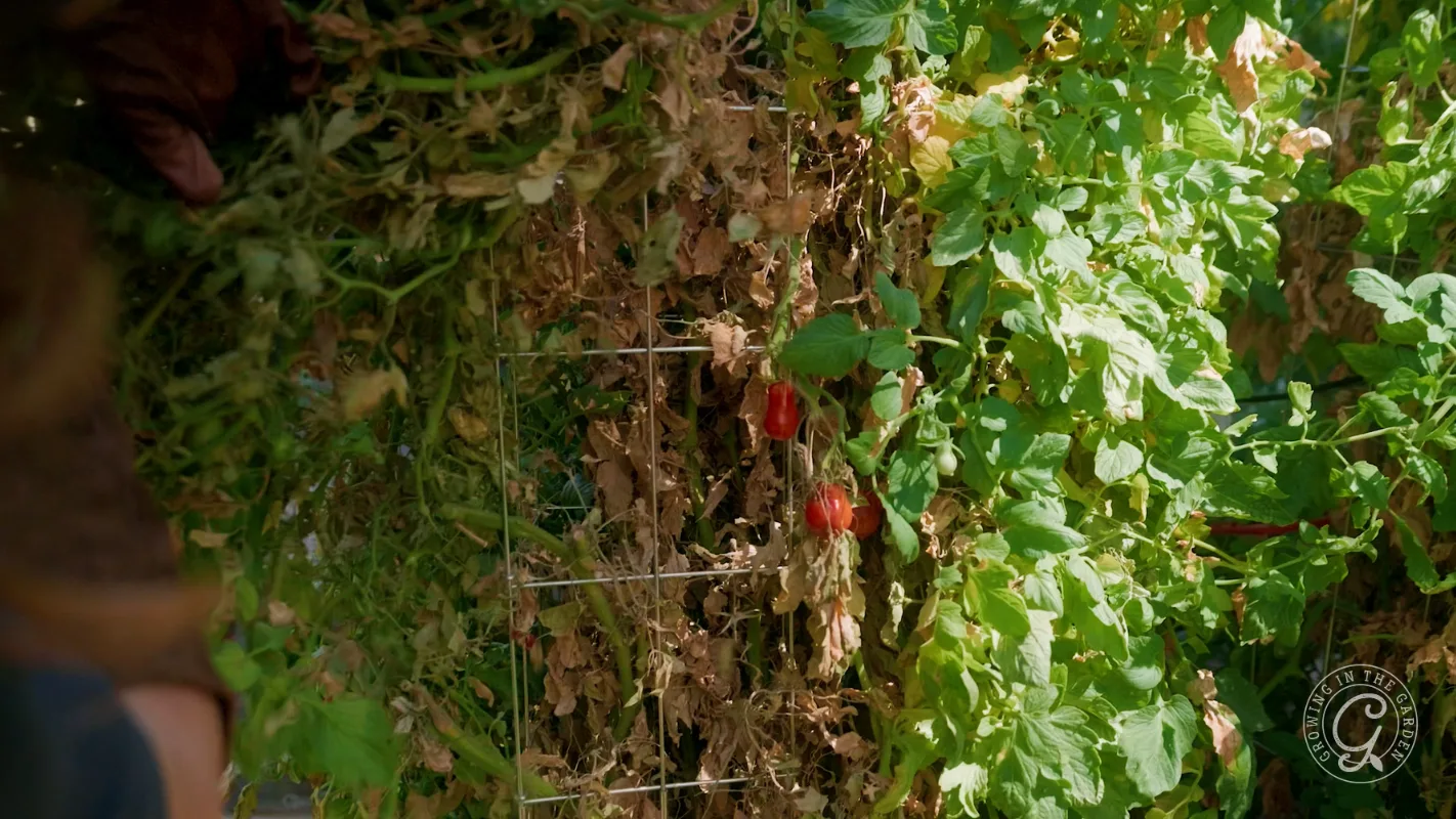 Tomato plant with green and brown leaves, a few ripe red tomatoes, and a wire support in a garden.