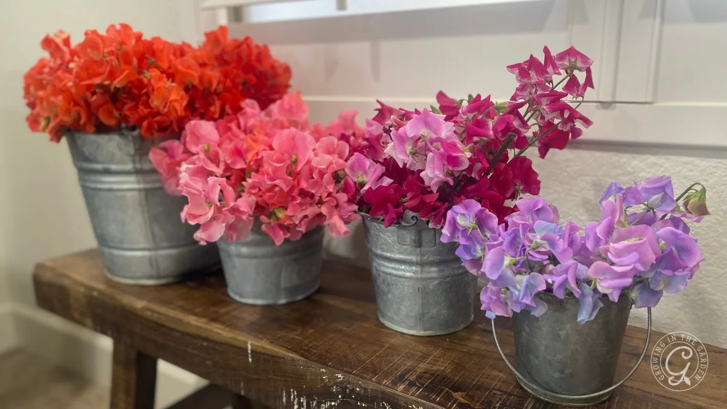 Four metal buckets filled with sweet pea flowers in shades of orange, pink, magenta, and purple on a wooden bench.