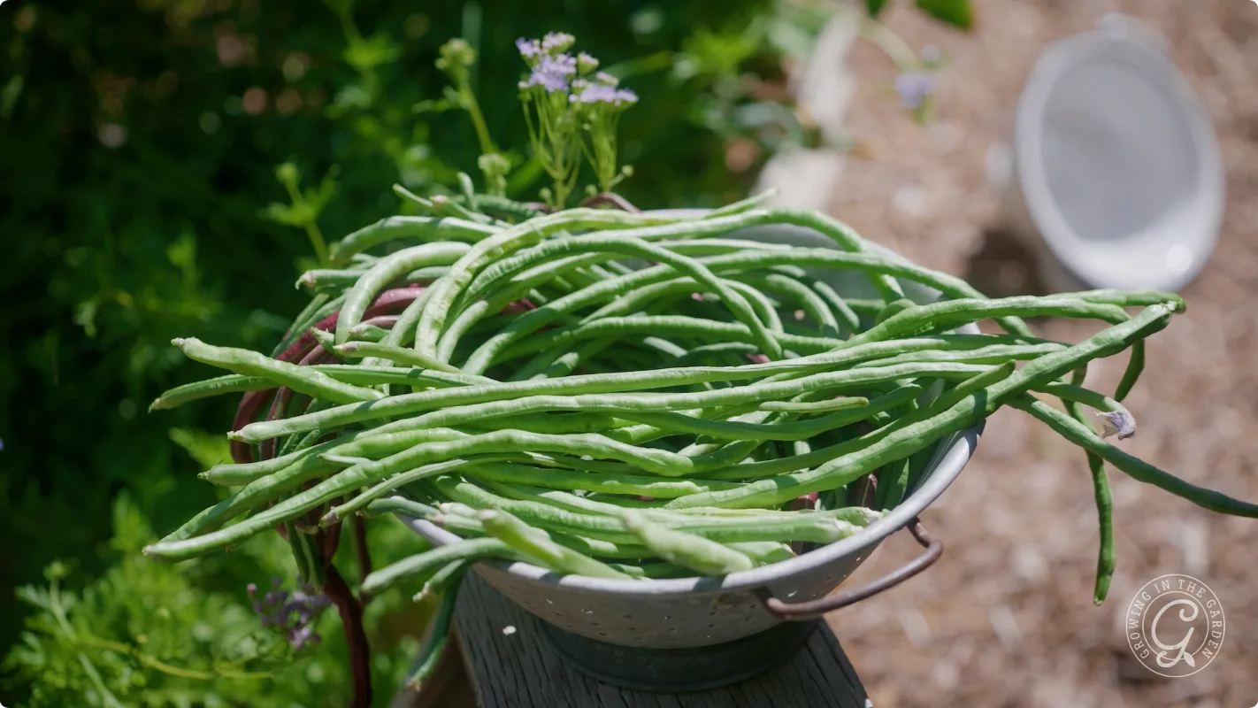 A metal colander filled with freshly picked long green beans sits outdoors in a garden.