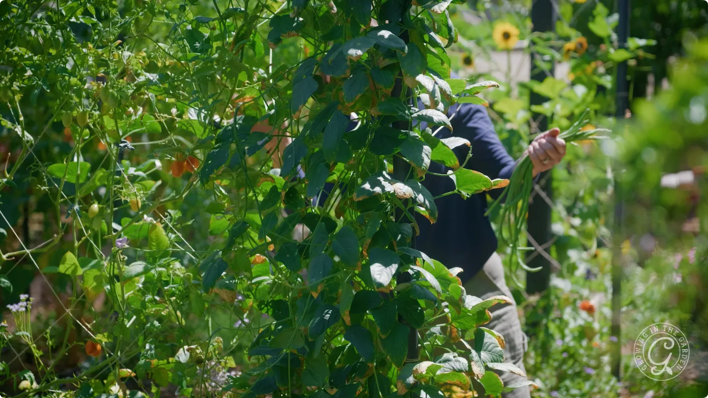 Person harvesting beans in a lush garden surrounded by green plants and climbing vines on a sunny day.
