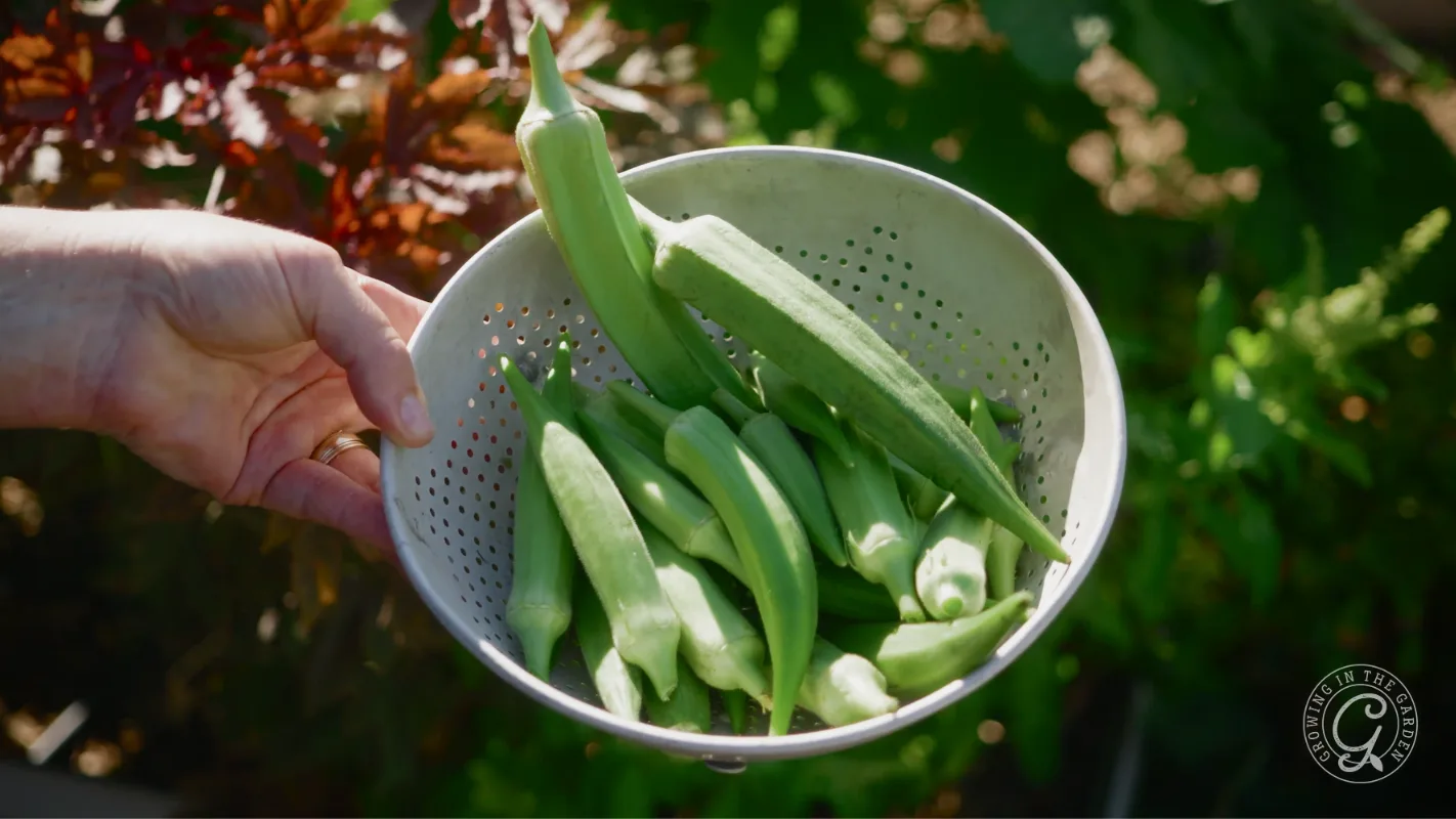 A hand holds a metal colander filled with freshly picked okra pods outdoors in sunlight.