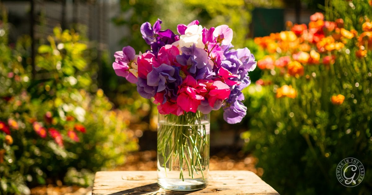 A glass vase filled with vibrant sweet pea flowers in shades of purple, pink, and white sits on a wooden table outdoors—a lovely inspiration for anyone learning how to grow sweet peas in their own garden.