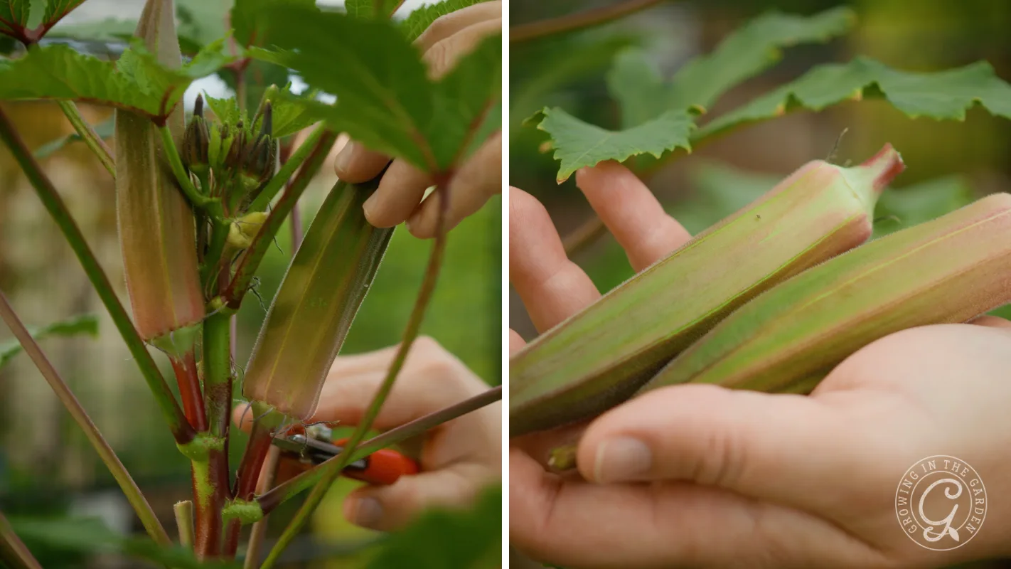Close-up of hands harvesting okra pods from a plant using garden shears and holding the pods.