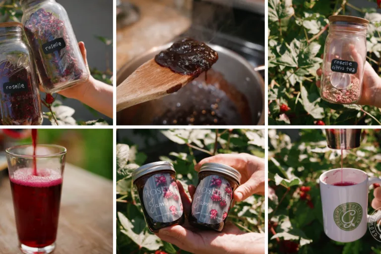 How to Use Roselle Hibiscus: Recipes From My Garden featured image
