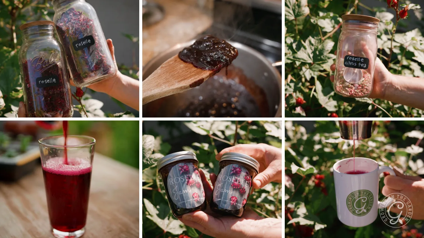 Six images show jars of dried roselle, jam making, tea, and finished roselle jam and juice outdoors.