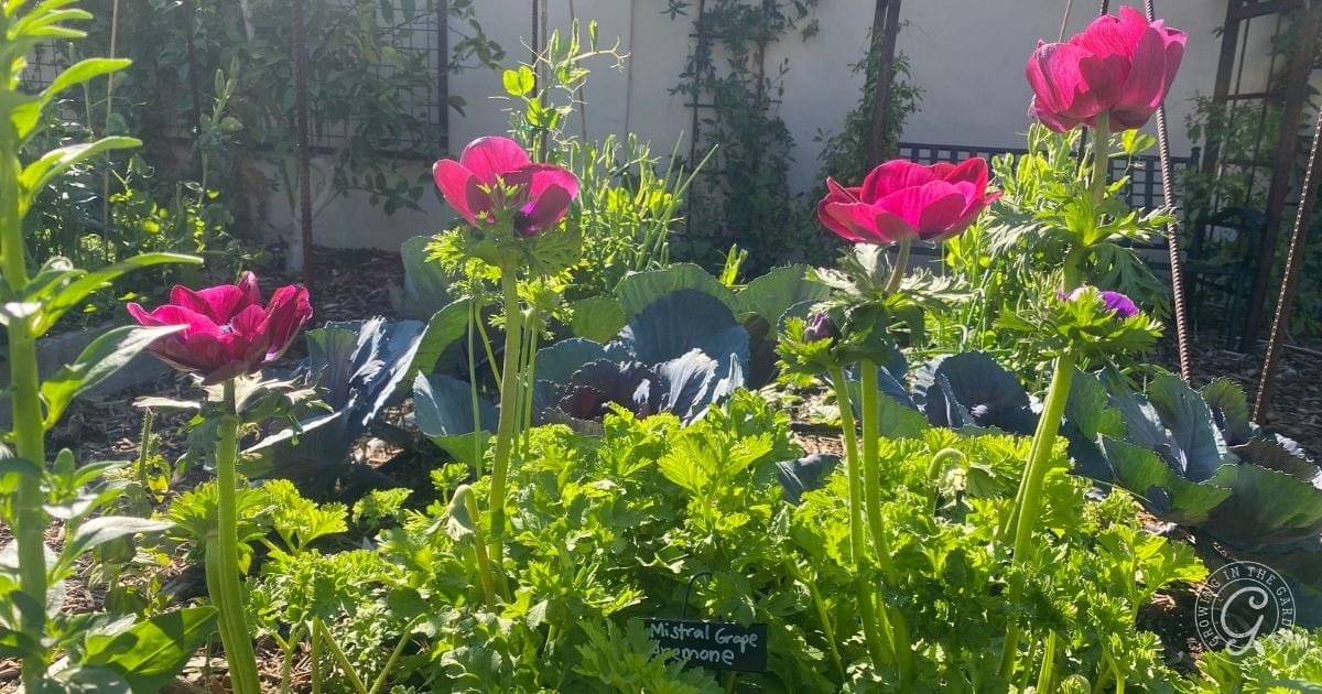 Bright pink anemone flowers bloom in a garden bed surrounded by green foliage and leafy purple cabbage plants. If you’re wondering how to grow anemones in Arizona, notice the sunlight shining on this vibrant scene with a black plant marker in front.