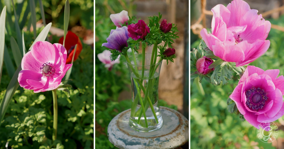 How to Grow Anemones