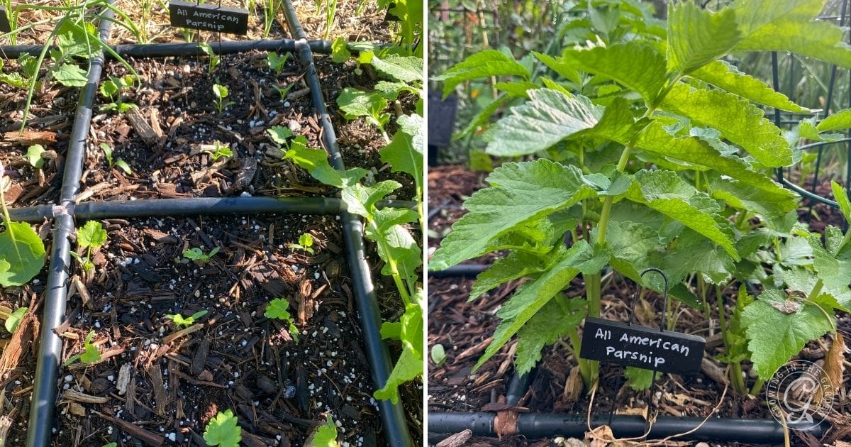 How To Grow Parsnips Growing In The Garden
