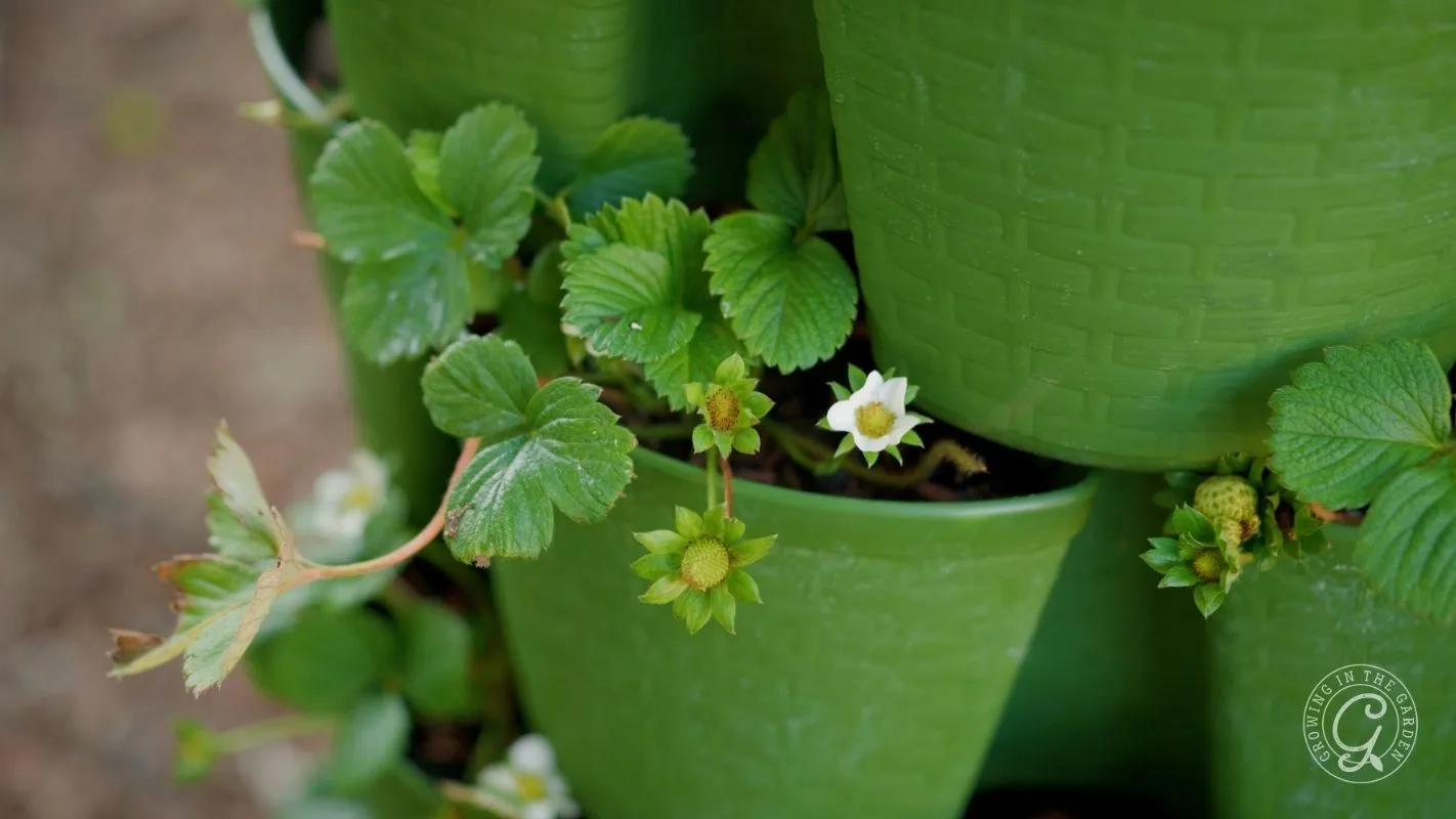 Strawberry plants with green leaves and white flowers growing in green vertical garden pots.