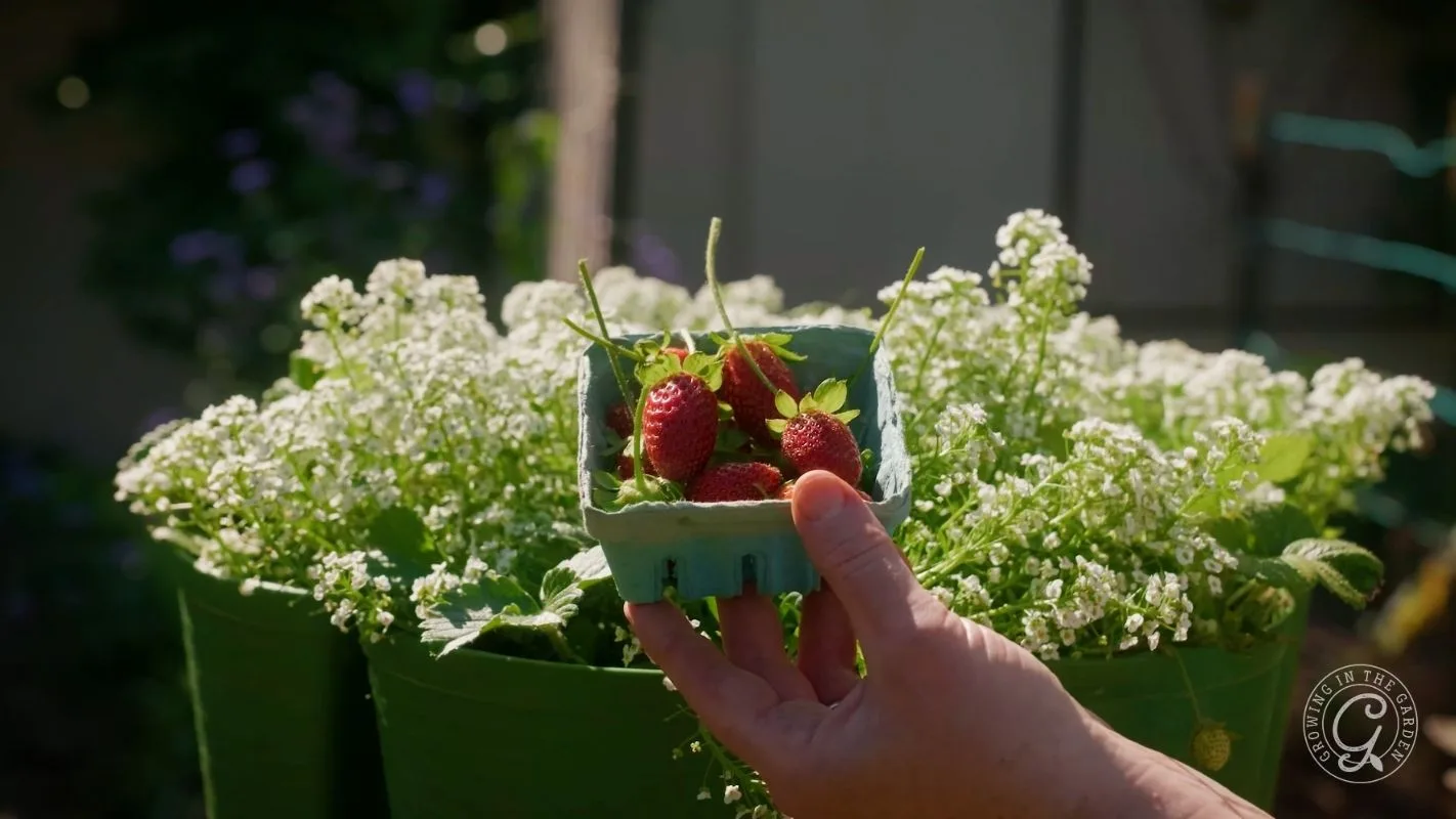 A hand holds a carton of strawberries in front of leafy green plants and white flowers.