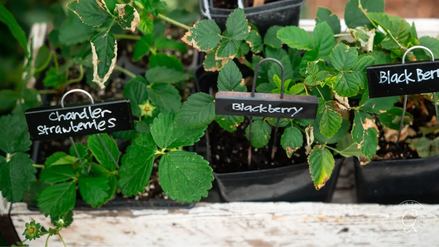 Small potted plants labeled Chandler Strawberries and Blackberry with green leaves and chalkboard signs.