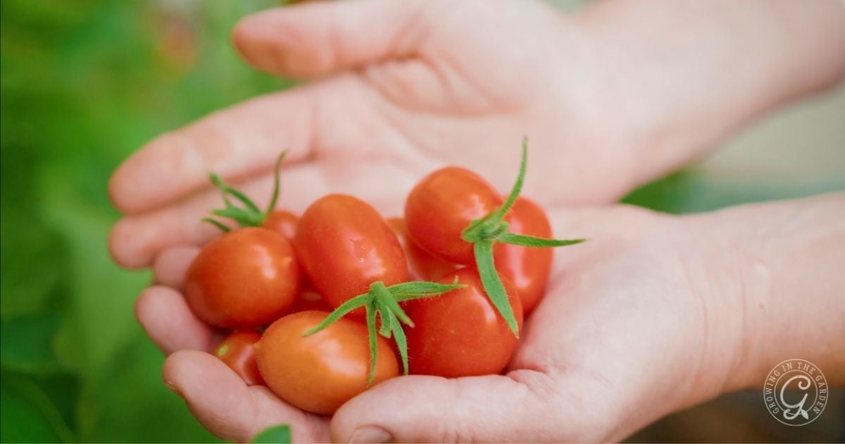 A person holding several freshly picked red tomatoes in their hands, with green stems attached&mdash;showcasing the rewarding results of learning how to plant tomatoes.