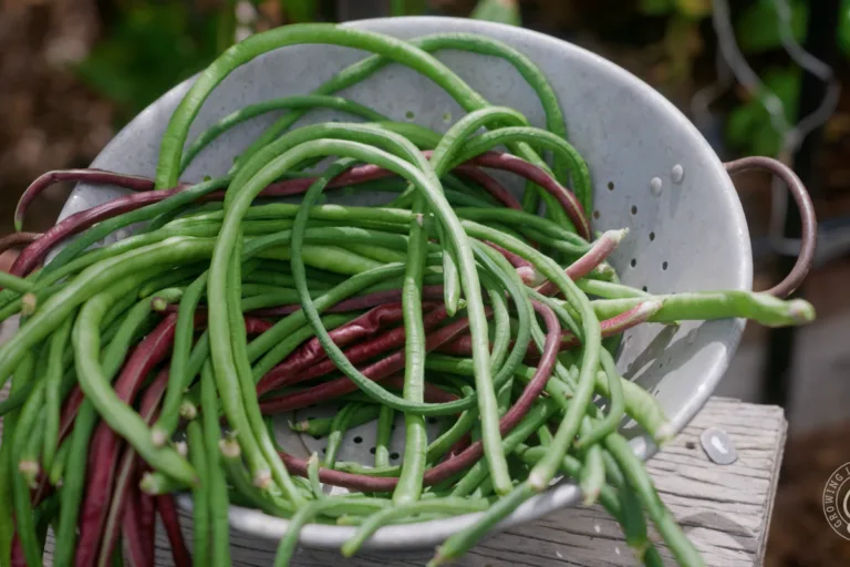 How to Grow Chinese Long Beans (Yardlong Beans) featured image