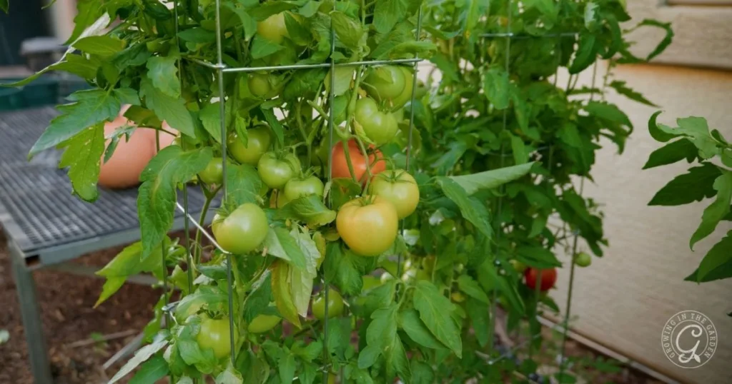 Green and partially ripened tomatoes—among the best tomatoes for Arizona—are growing on a lush plant supported by a wire cage in a garden.