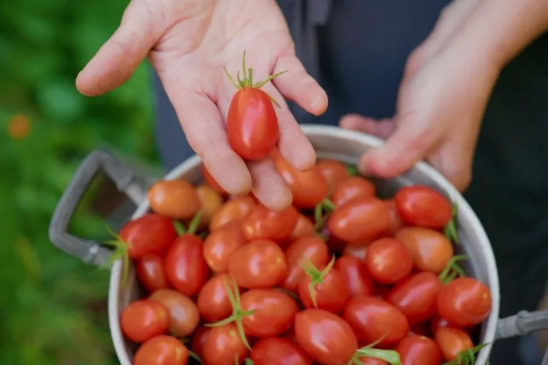 Tomatoes for the Desert: Best Varieties for Arizona featured image