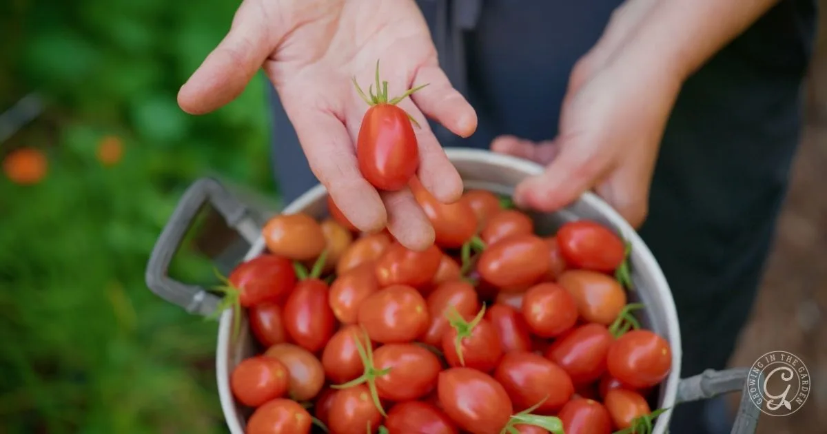 A person holds a fresh grape tomato above a full bowl of grape tomatoes outdoors, showcasing some of the best tomatoes for Arizona gardeners to enjoy.
