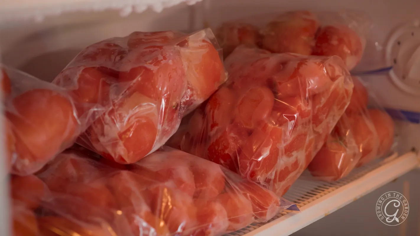 Bags of tomatoes stored in a freezer on a white wire shelf.