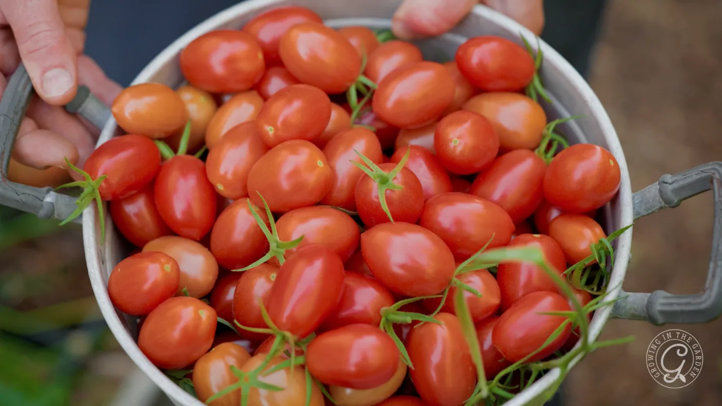 A person holding a bowl filled with freshly picked red grape tomatoes.