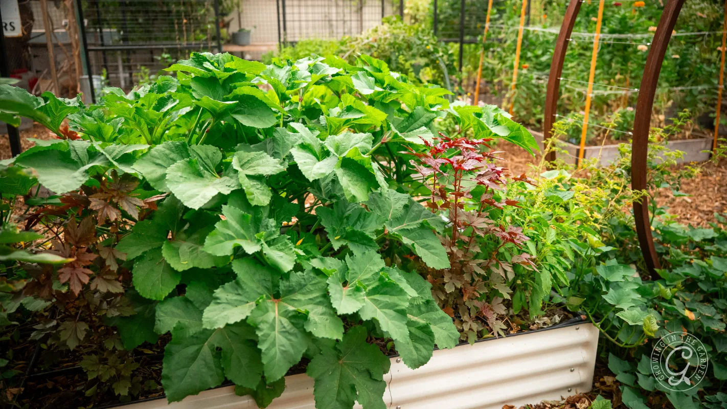 Lush green and red vegetable plants growing in a raised garden bed, surrounded by a garden fence and pathways.