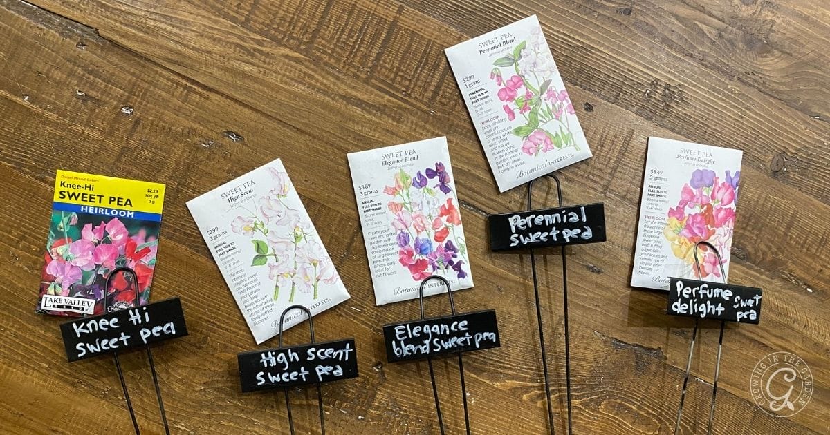 Five sweet pea seed packets with labeled garden markers on a wooden surface.