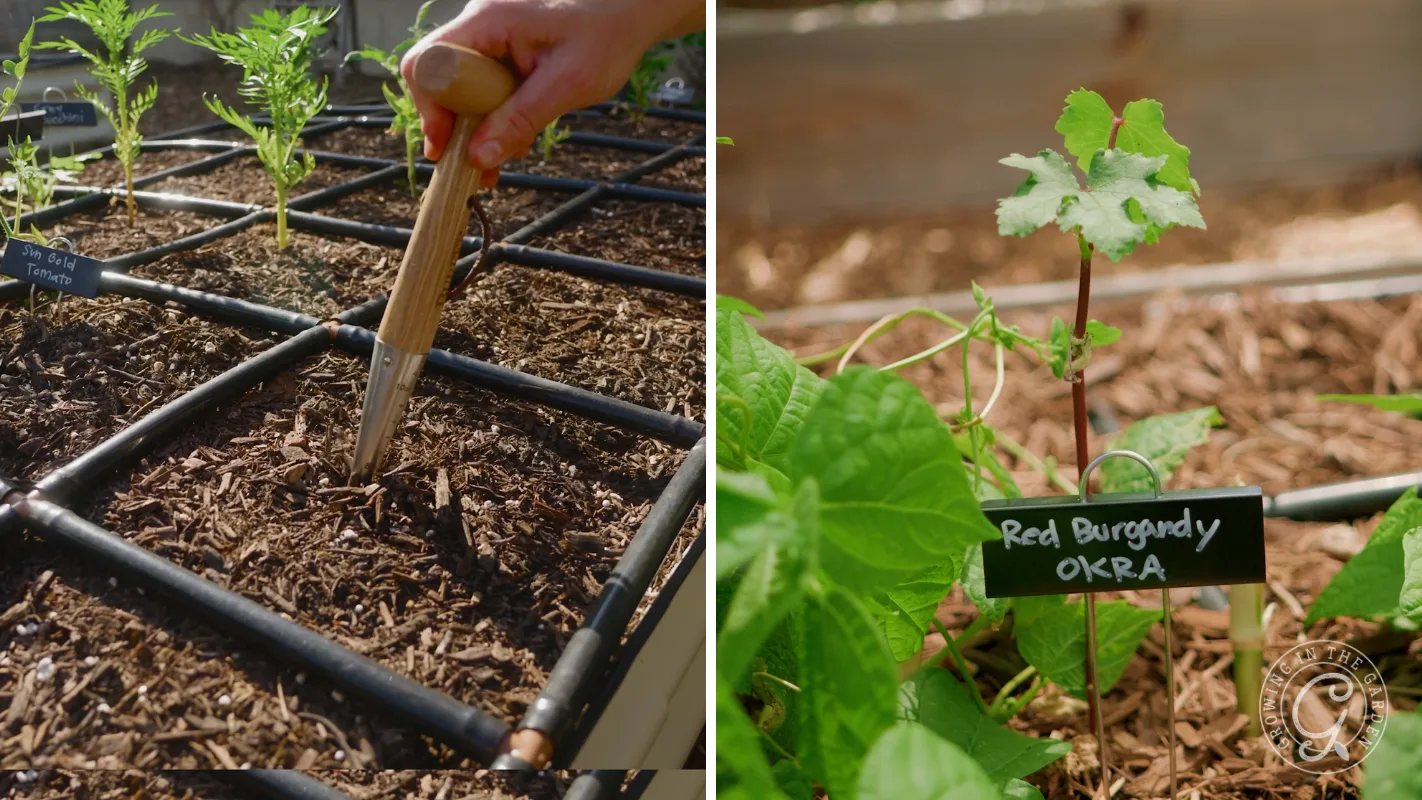 Left: Hand planting seeds in soil grid. Right: Red Burgundy Okra seedling with label in garden bed.