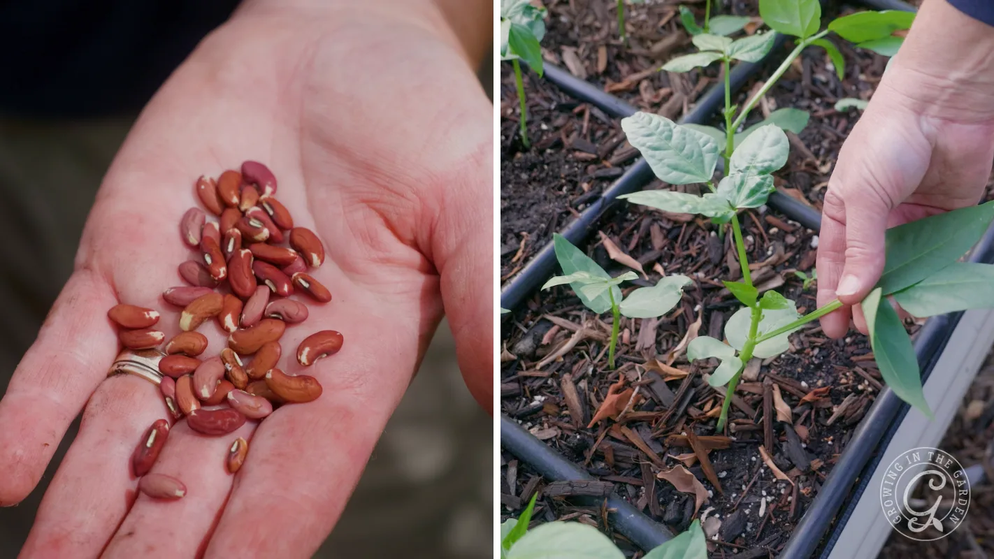 A hand holding assorted beans and another hand tending to young bean plants in a garden bed.