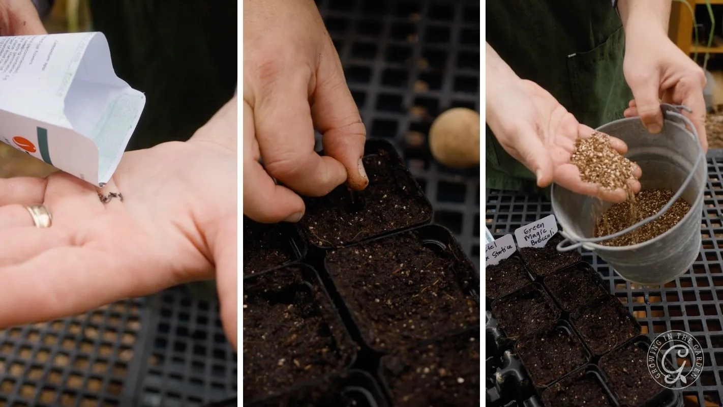 Three panels: pouring seeds into a hand, planting seeds in soil, and holding a bucket of seeds over seed trays.